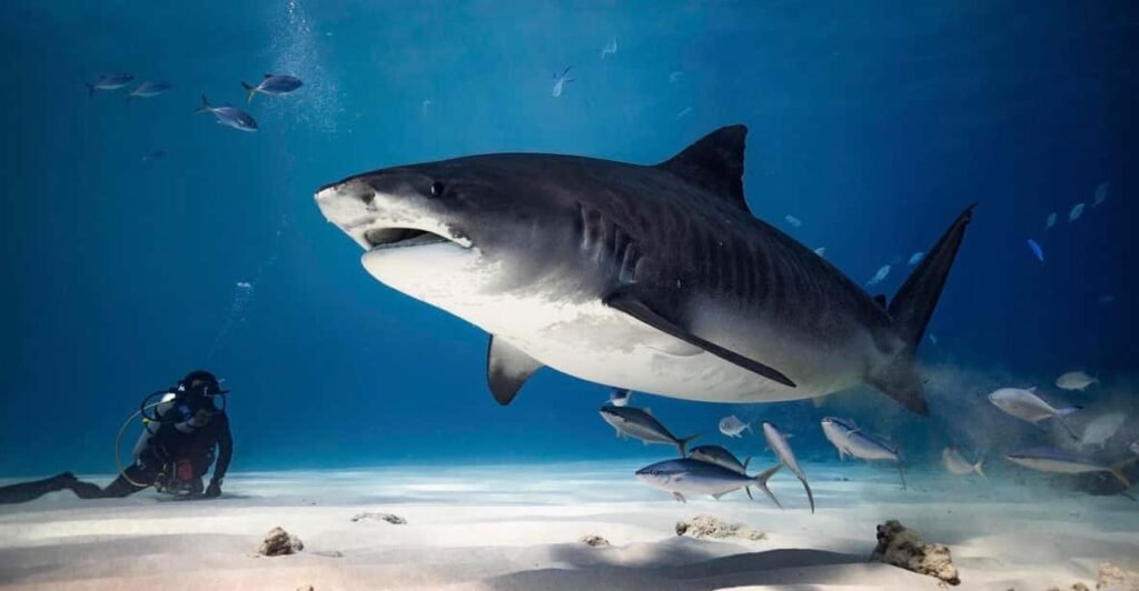 Best Season for Tiger Shark Diving in Fuvahmulah: A Complete Guide 2025 - Fuvahmulah Tiger Sharks